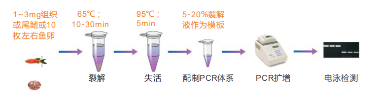 斑马鱼